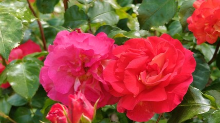 beautiful pink roses in the garden © MARIA