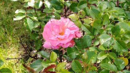 beautiful pink roses in the garden © MARIA