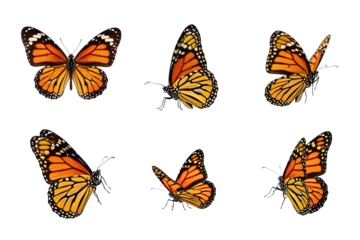 Monarch Butterflies Displayed in Multiple Views
