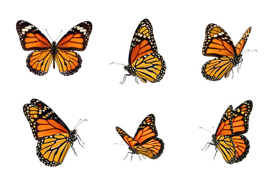 Monarch Butterflies Displayed in Multiple Views
- Powered by Adobe