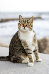 cat on the beach