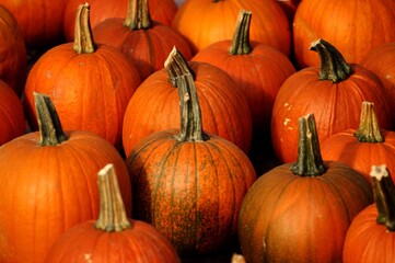 Dynie, pomarańczowy, targ, pumpkins, orange, market