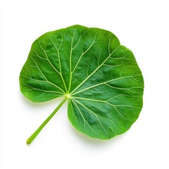 Obraz premium Green Leaf