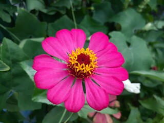 Obraz premium Beautiful pink Zinnia flowers blooming in the garden on a background of green leaves. Also known as Kembang ratna.