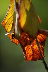 liście jesienne, autumn leaves