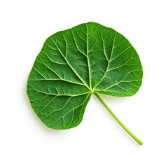 Obraz premium Green leaf on white background