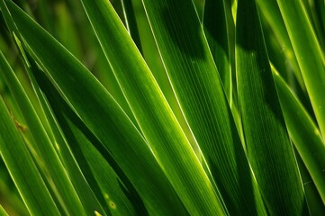 zieleń