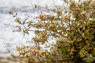 white flowers on a branch