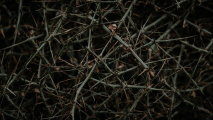 Thorns close macro view background, danger concept
