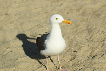 seagull on the beach