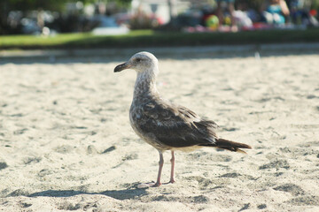 black headed gull