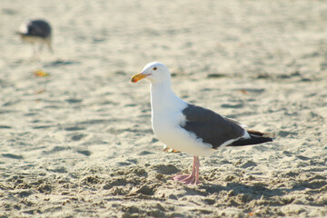 seagull on the beach