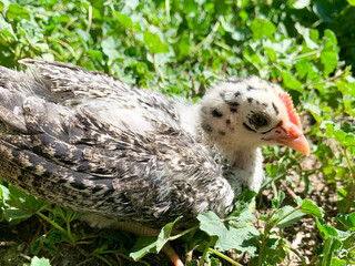 baby chick in the grass