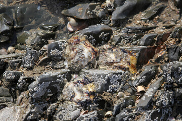 a stones and shells on it, background