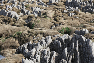 porous reef sea stones with indentations, macro, background