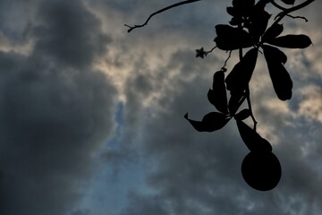 A striking image of a tree's silhouette with moody clouds and twilight hues in the background. The...