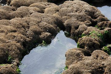 porous reef sea stones with indentations, macro, background
