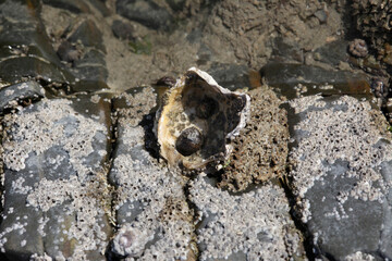 rock partially covered by water with shells on it, background