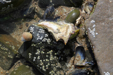 rock partially covered by water with shells on it, background