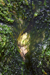 stones heavily overgrown with green algae in a stream