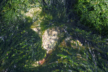 stones heavily overgrown with green algae in a stream