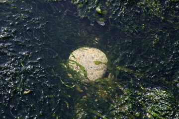 stones on the bottom, green algae, background