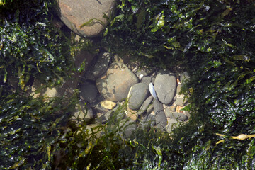 stream and rocks partially covered with green algae, background