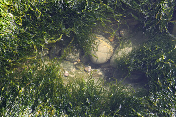 stones heavily overgrown with green algae in a stream