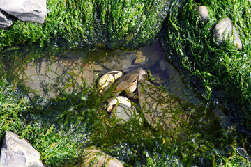 stream and rocks partially covered with green algae, background