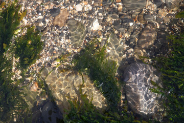 rocky bottom and seaweed, visible through water, background