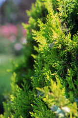 Lush beautiful green foliage displays vibrant textures in a thriving natural setting during daylight hours