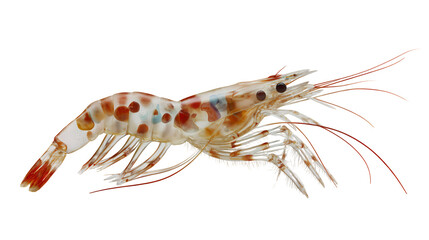 Close-Up Macro Shot of a Halved Shrimp on Transparent Background
