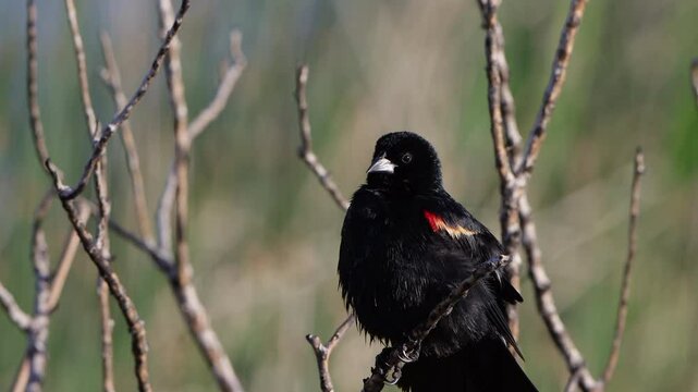 Male Red-winged Blackbird preens and sings in a closeup shot with sound