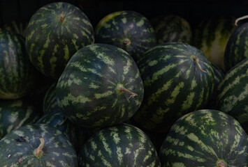 Elephant Food - Watermelons
