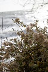 white flowers on a tree