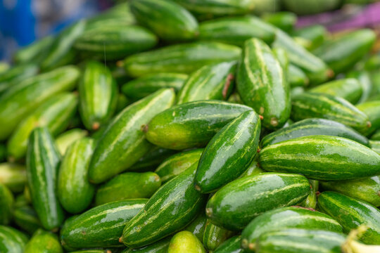 Potol which is known as a Pointed gourd. Pointed gourd is a very tasty vegetable as well as cheap. These are raw pointed gourd. Potol vegetable is a vine plant