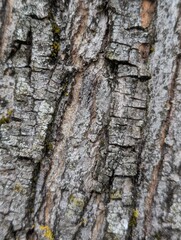 bark of a tree