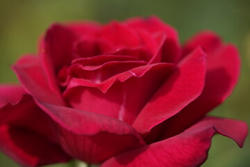 red valentine rose