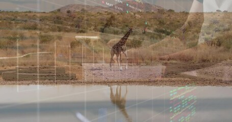 Man tapping tablet and animating fading stock charts for analysis over giraffe walking water hole - Powered by Adobe