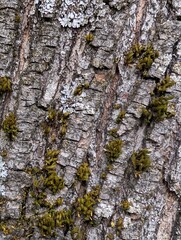 bark of a tree with moss