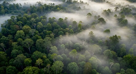 Morning fog rolling over dense forest canopy