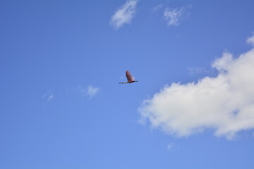 Ave sobrevolando