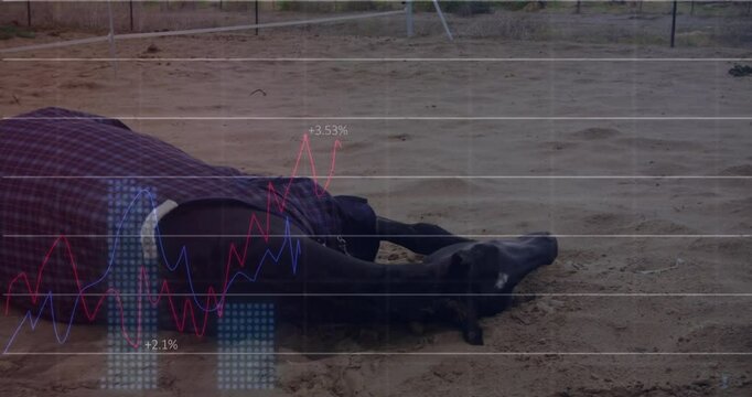 Weight shifting causing blanketed horse scratching rolling standing in paddock with data overlay