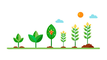 Plant seeding growing step concept under sunlight. Baby bud, green leaves, germ bud, flowering stages. Gardening, plantation, ecology 