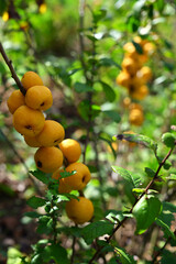 bush with ripe fruits of Japanese quince