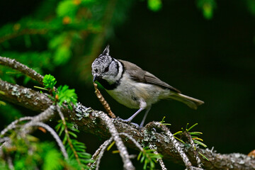 Crested tit with a caterpillar in its beak // Haubenmeise mit erbeuteter Raupe im Schnabel (Lophophanes cristatus)