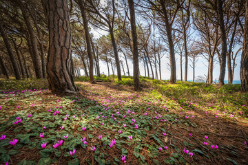 Cyclamen flowers in the pine forest in Marina di Cecina, Tuscany, Italy