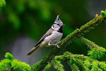 Crested tit // Haubenmeise (Lophophanes cristatus)