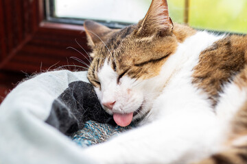 A brown and whitecolored cat is laying down with its tongue sticking out