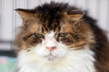 A detailed closeup shot highlighting the face of a brown and white cat